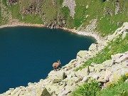 59 Stambecco torna dal lago dopo aver bevuto